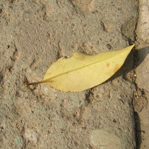 男生女生砰砰砰
